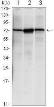 Monoclonal Anti-HSPA5 antibody produced in mouse clone 4E3, ascites fluid