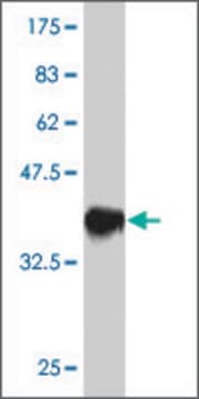 Monoclonal Anti-TFAP2C antibody produced in mouse clone 3C8, purified immunoglobulin, buffered aqueous solution