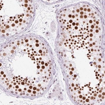 Anti-PLCXD2 antibody produced in rabbit Prestige Antibodies&#174; Powered by Atlas Antibodies, affinity isolated antibody, buffered aqueous glycerol solution