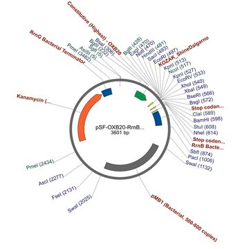 PSF-OXB20-RRNB - RRNB SINGLE TERMINATOR PLASMID plasmid vector for molecular cloning