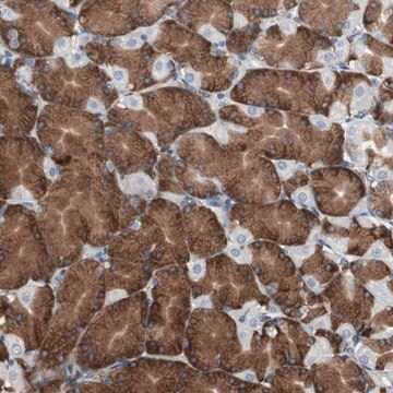 Anti-CALU antibody produced in rabbit Prestige Antibodies&#174; Powered by Atlas Antibodies, affinity isolated antibody, buffered aqueous glycerol solution