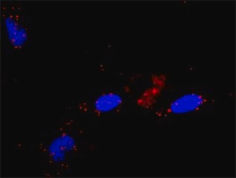 Anti-RALGDS antibody produced in rabbit purified immunoglobulin, buffered aqueous solution