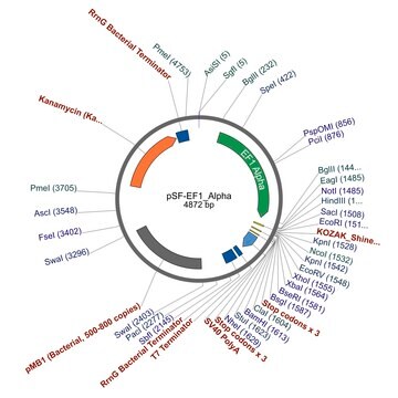 PSF-EF1 ALPHA - ELONGATION FACTOR ALPHA PROMOTER PLASMID plasmid 