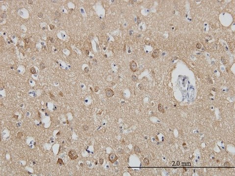 Monoclonal Anti-SH3GL2 antibody produced in mouse clone 5A6, purified immunoglobulin, buffered aqueous solution