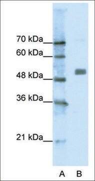 Anti-CHRNA9 antibody produced in rabbit affinity isolated antibody