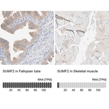 Anti-SUMF2 antibody produced in rabbit Prestige Antibodies&#174; Powered by Atlas Antibodies, affinity isolated antibody, buffered aqueous glycerol solution