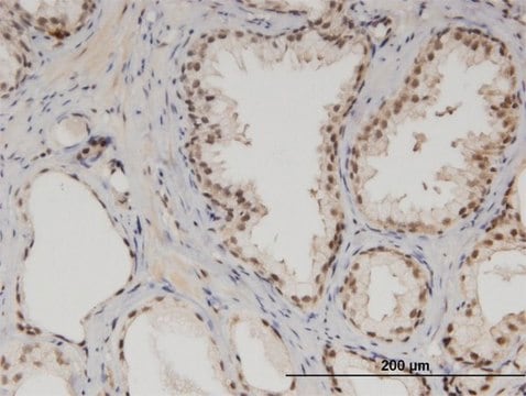 Monoclonal Anti-MED6 antibody produced in mouse clone 4C2, purified immunoglobulin, buffered aqueous solution