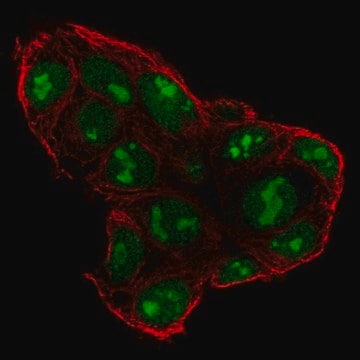 Anti-SP5 antibody produced in rabbit Prestige Antibodies&#174; Powered by Atlas Antibodies, affinity isolated antibody