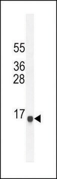 ANTI-SPAG11A(N-TERMINAL) antibody produced in rabbit affinity isolated antibody, buffered aqueous solution