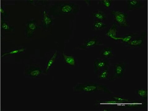 Monoclonal Anti-AAK1 antibody produced in mouse clone 4B10, purified immunoglobulin, buffered aqueous solution