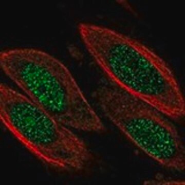 Anti-CCND3 antibody produced in rabbit Prestige Antibodies&#174; Powered by Atlas Antibodies, affinity isolated antibody, buffered aqueous glycerol solution