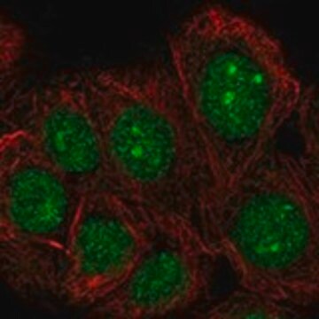 Anti-TAF1D antibody produced in rabbit Prestige Antibodies&#174; Powered by Atlas Antibodies, affinity isolated antibody, buffered aqueous glycerol solution