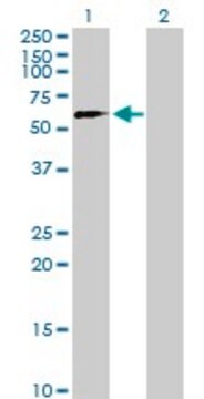 Anti-SUHW2 antibody produced in mouse purified immunoglobulin, buffered aqueous solution