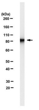 Anti-EWS Antibody, clone 21B1 clone 21B1, from rat