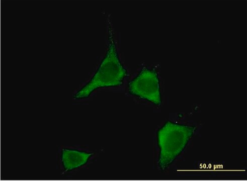 Monoclonal Anti-CAMK2D antibody produced in mouse clone 1A8, purified immunoglobulin, buffered aqueous solution