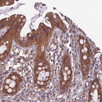 Anti-WDR24 antibody produced in rabbit Prestige Antibodies&#174; Powered by Atlas Antibodies, affinity isolated antibody, buffered aqueous glycerol solution