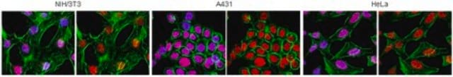 Anti-Histone Macro H2A.1 Antibody from rabbit, purified by affinity chromatography