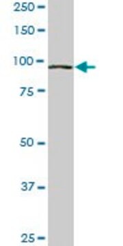 Monoclonal Anti-VPS18 antibody produced in mouse clone 4F8, purified immunoglobulin, buffered aqueous solution