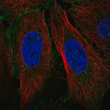 Anti-Cldn19 Antibody Produced In Rabbit Prestige Antibodies&#174; Powered by Atlas Antibodies, affinity isolated antibody, buffered aqueous glycerol solution