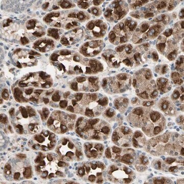 Anti-DPY19L3 antibody produced in rabbit Prestige Antibodies&#174; Powered by Atlas Antibodies, affinity isolated antibody, buffered aqueous glycerol solution