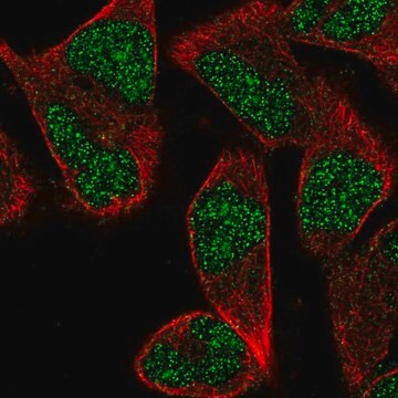 Anti-ZNF627 antibody produced in rabbit Prestige Antibodies&#174; Powered by Atlas Antibodies, affinity isolated antibody