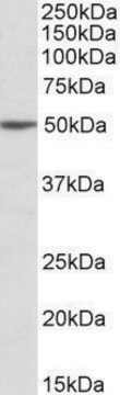 Anti-MON1A antibody produced in goat affinity isolated antibody, buffered aqueous solution