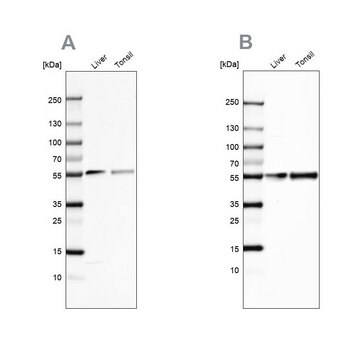 抗GC ウサギ宿主抗体 Prestige Antibodies&#174; Powered by Atlas Antibodies, affinity isolated antibody, buffered aqueous glycerol solution