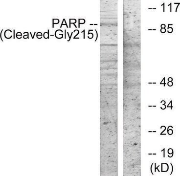 Anti-PARP (Cleaved-Gly215) antibody produced in rabbit affinity isolated antibody