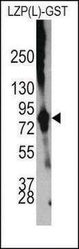 Anti-OIT3(L) antibody produced in rabbit affinity isolated antibody, buffered aqueous solution