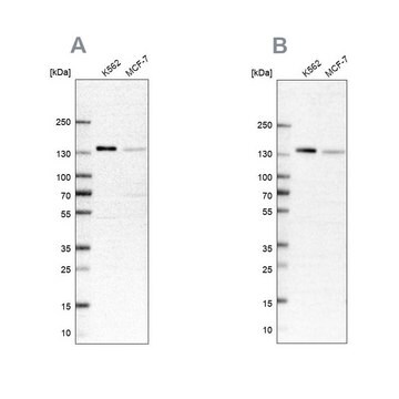 Anti-PRPF40A antibody produced in rabbit Prestige Antibodies&#174; Powered by Atlas Antibodies, affinity isolated antibody, buffered aqueous glycerol solution