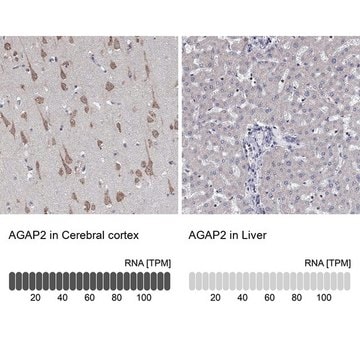 Anti-AGAP2 antibody produced in rabbit Prestige Antibodies&#174; Powered by Atlas Antibodies, affinity isolated antibody, buffered aqueous glycerol solution