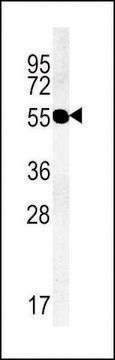 ANTI-TMM79 (C-TERMINAL) antibody produced in rabbit affinity isolated antibody, buffered aqueous solution