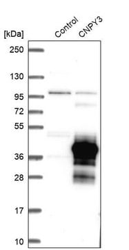 Anti-CNPY3 antibody produced in rabbit Prestige Antibodies&#174; Powered by Atlas Antibodies, affinity isolated antibody, buffered aqueous glycerol solution