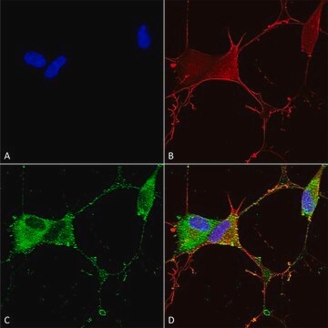 Monoclonal Anti-Ankyrin G - Biotin antibody produced in mouse clone S106-20, purified immunoglobulin