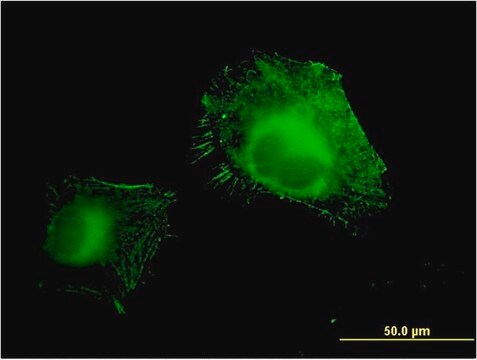 Monoclonal Anti-AOC3 antibody produced in mouse clone 4B8, purified immunoglobulin, buffered aqueous solution