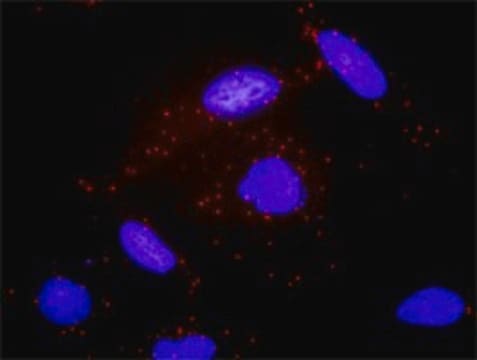 Monoclonal Anti-ADCY2 antibody produced in mouse clone 1D4, purified immunoglobulin, buffered aqueous solution