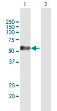 Anti-MAGEC2 antibody produced in mouse purified immunoglobulin, buffered aqueous solution