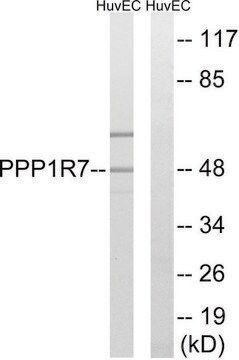 Anti-PPP1R7 antibody produced in rabbit affinity isolated antibody