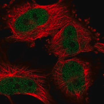 Anti-UHRF2 antibody produced in rabbit Prestige Antibodies&#174; Powered by Atlas Antibodies, affinity isolated antibody, buffered aqueous glycerol solution, Ab2