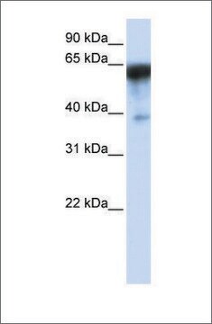 Anti-KIRREL antibody produced in rabbit affinity isolated antibody