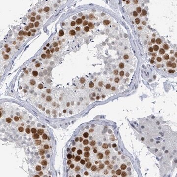 Anti-CT45A1 antibody produced in rabbit Prestige Antibodies&#174; Powered by Atlas Antibodies, affinity isolated antibody, buffered aqueous glycerol solution