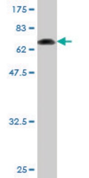 Monoclonal Anti-KRT20 antibody produced in mouse clone 4E5-1F2, purified immunoglobulin, buffered aqueous solution