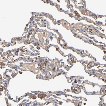 Anti-GAB3 antibody produced in rabbit Prestige Antibodies&#174; Powered by Atlas Antibodies, affinity isolated antibody, buffered aqueous glycerol solution