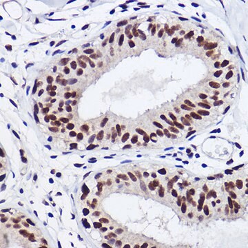 Anti-GTF2I Antibody, clone 5B6D1, Rabbit Monoclonal