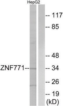 Anti-ZNF771 antibody produced in rabbit affinity isolated antibody