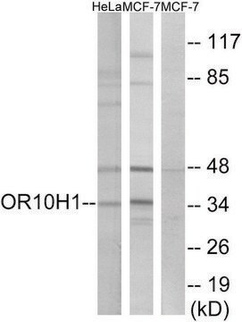 Anti-OR10H1 antibody produced in rabbit affinity isolated antibody