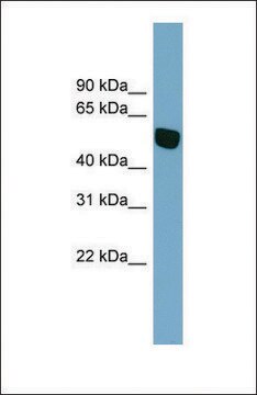 Anti-SLC38A5, (N-terminal) antibody produced in rabbit affinity isolated antibody