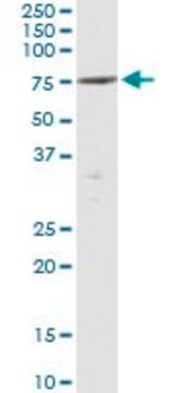 Monoclonal Anti-PTPN5 antibody produced in mouse clone 2H5, purified immunoglobulin, buffered aqueous solution