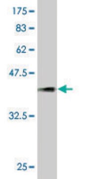 Monoclonal Anti-PCDHGA5 antibody produced in mouse clone 5H5, purified immunoglobulin, buffered aqueous solution