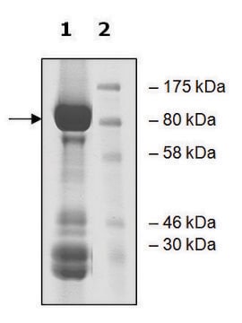 TRKC active human recombinant, expressed in baculovirus infected Sf9 cells, &#8805;70% (SDS-PAGE)